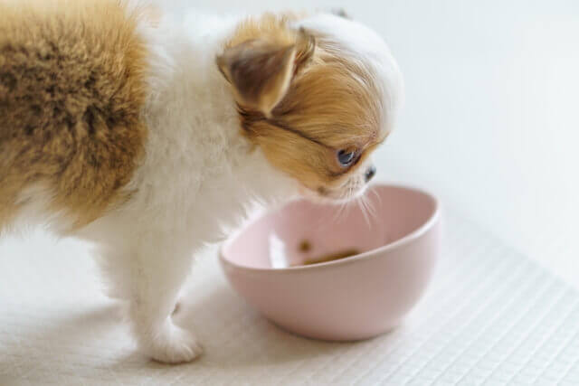 【小型犬用】ドッグフードおすすめランキング｜小型犬の健康と幸せをサポートするフードを厳選