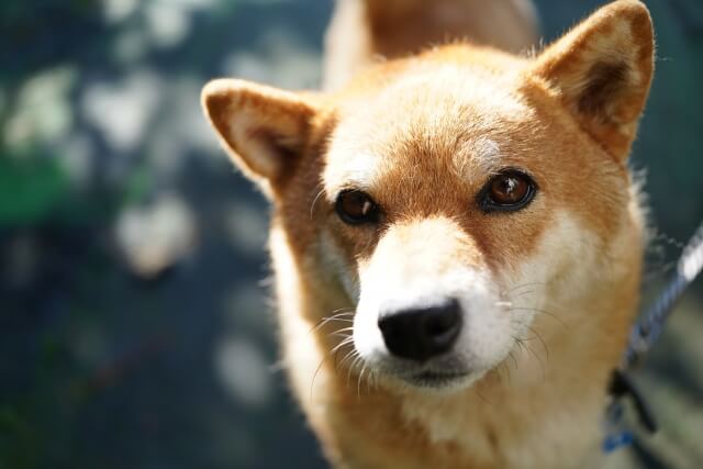 【中型犬用】ドッグフードおすすめランキング｜愛犬の健康と活力をサポート